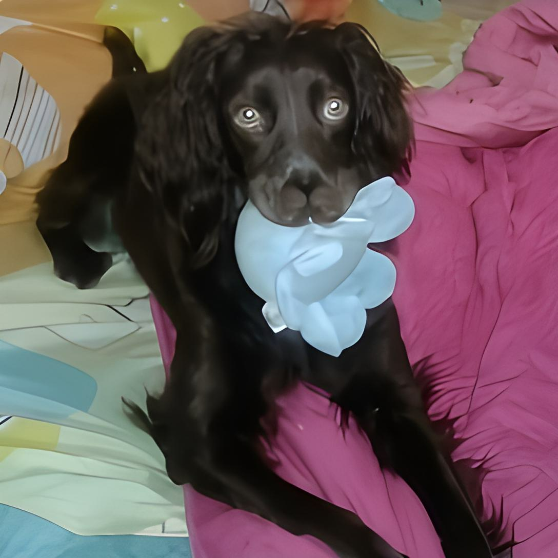 IMG-20170731-WA0002-retocada