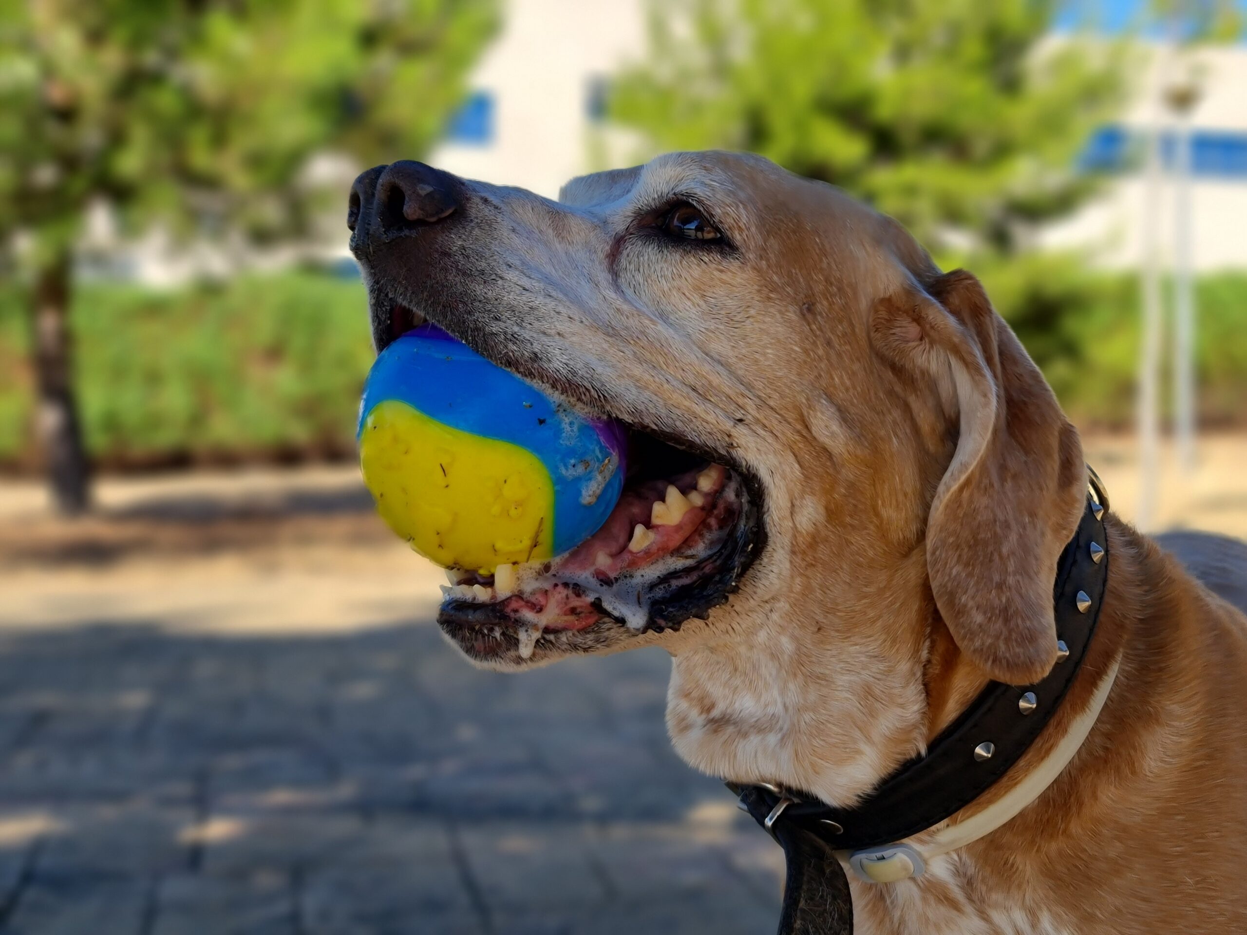 Kay jugando con su pelota Kay jugando con su pelota