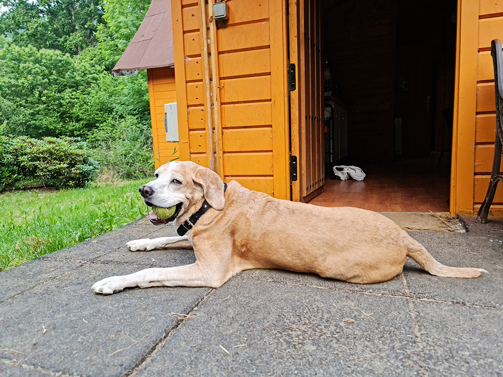 Kay tumbado en sus cabañas favoritas Kay tumbado con una pelota de tenis